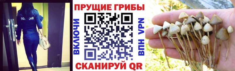 Псилоцибиновые грибы Psilocybe  Макаров 
